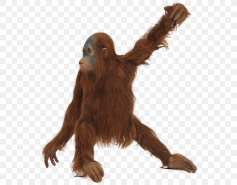Orangutan Icon, PNG, 640x640px, Orangutan, Animal, Fauna, Fur, Great Ape Download Free