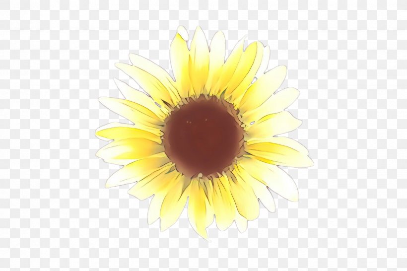 Sunflower, PNG, 2448x1632px, Cartoon, Closeup, Flower, Gerbera, Petal Download Free