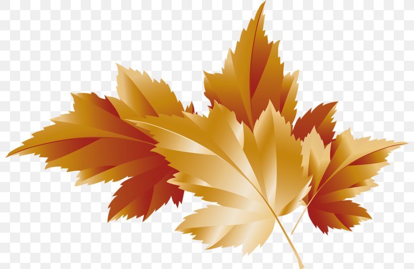 Autumn Leaf Color Clip Art, PNG, 800x532px, Autumn Leaf Color, Autumn, Diagram, Flower, Flowering Plant Download Free