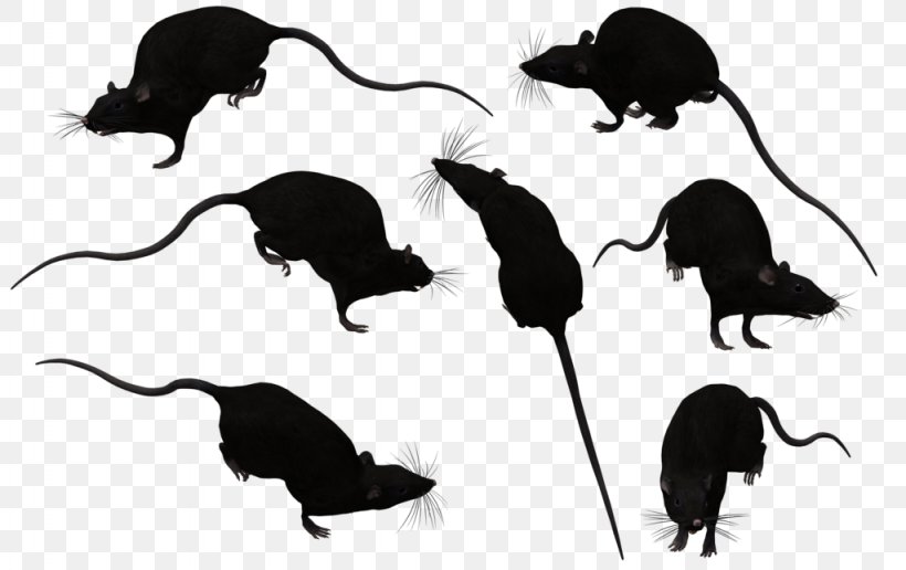 Brown Rat Mouse Black Rat Clip Art, PNG, 1024x645px, Brown Rat, Animal, Black Rat, Carnivoran, Drawing Download Free
