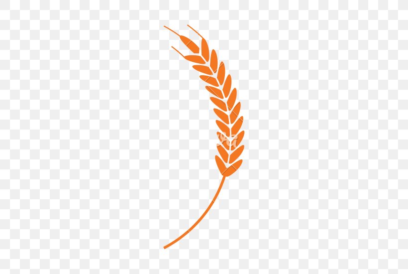Wheat Cereal Photography, PNG, 550x550px, Wheat, Cereal, Drawing, Ear, Feather Download Free