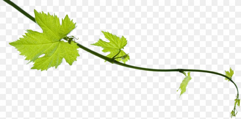 Cabernet Franc Wine Grape Leaves Vine, PNG, 1559x771px, Cabernet Franc, Berry, Biodynamic Wine, Branch, Common Grape Vine Download Free