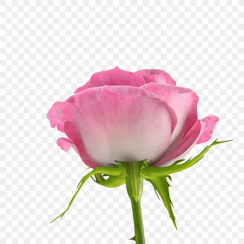 Flower Desktop Wallpaper Centifolia Roses, PNG, 1600x1600px, Flower, Annual Plant, Bud, Centifolia Roses, Common Daisy Download Free