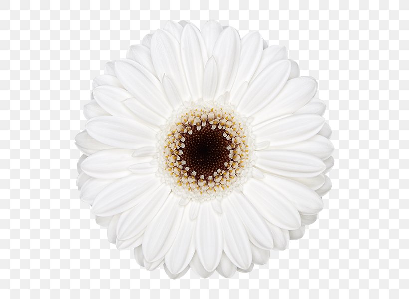Flowers Background, PNG, 600x600px, Transvaal Daisy, Artificial Flower, Asterales, Barberton Daisy, Cut Flowers Download Free