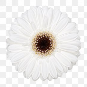 white flowers images white flowers transparent png free download favpng com