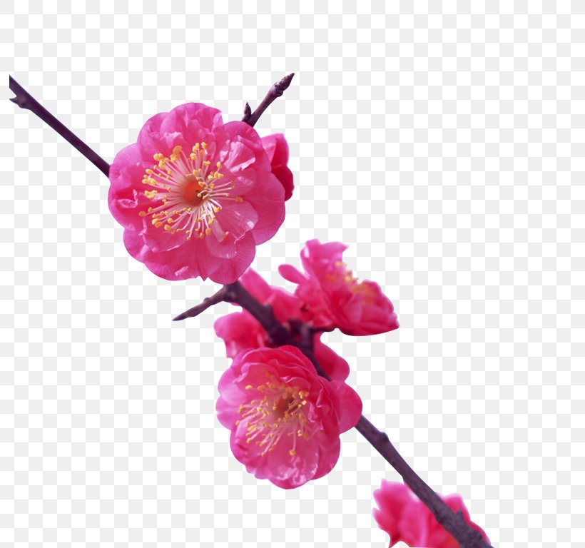 Japan Plum Blossom Flower Cherry Blossom Wallpaper, PNG, 794x768px, Japan, Blossom, Branch, Cherry, Cherry Blossom Download Free