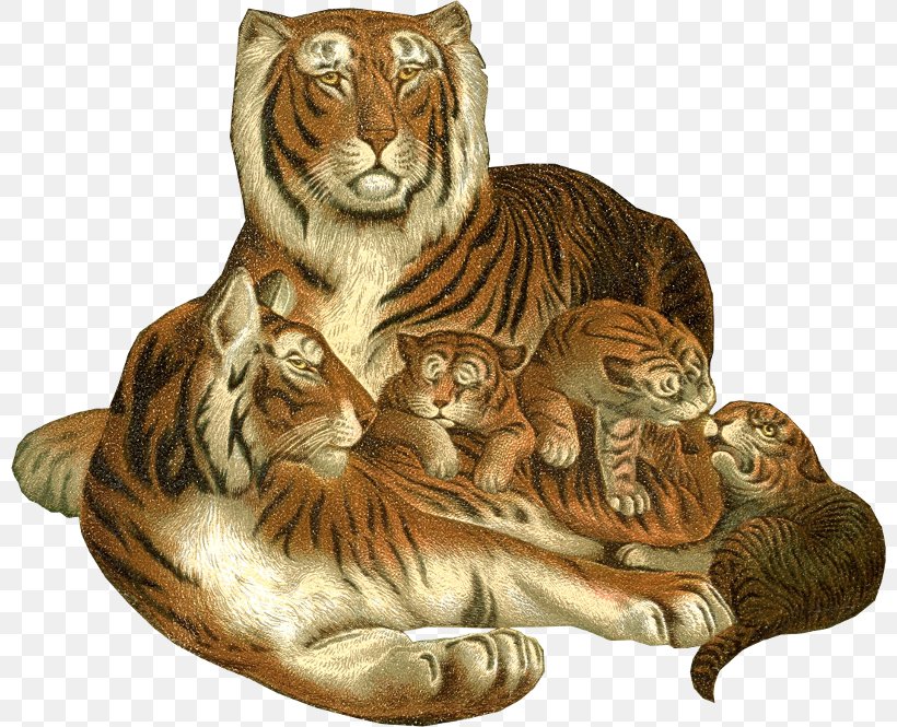 Tiger Lion Bokmärke, PNG, 800x665px, Tiger, Art, Big Cats, Book Illustration, Botanical Illustration Download Free