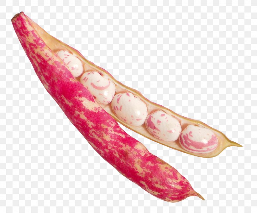 Cranberry Bean, PNG, 1536x1276px, Bean, Cranberry Bean, Jaw, Mouth, Pink Download Free