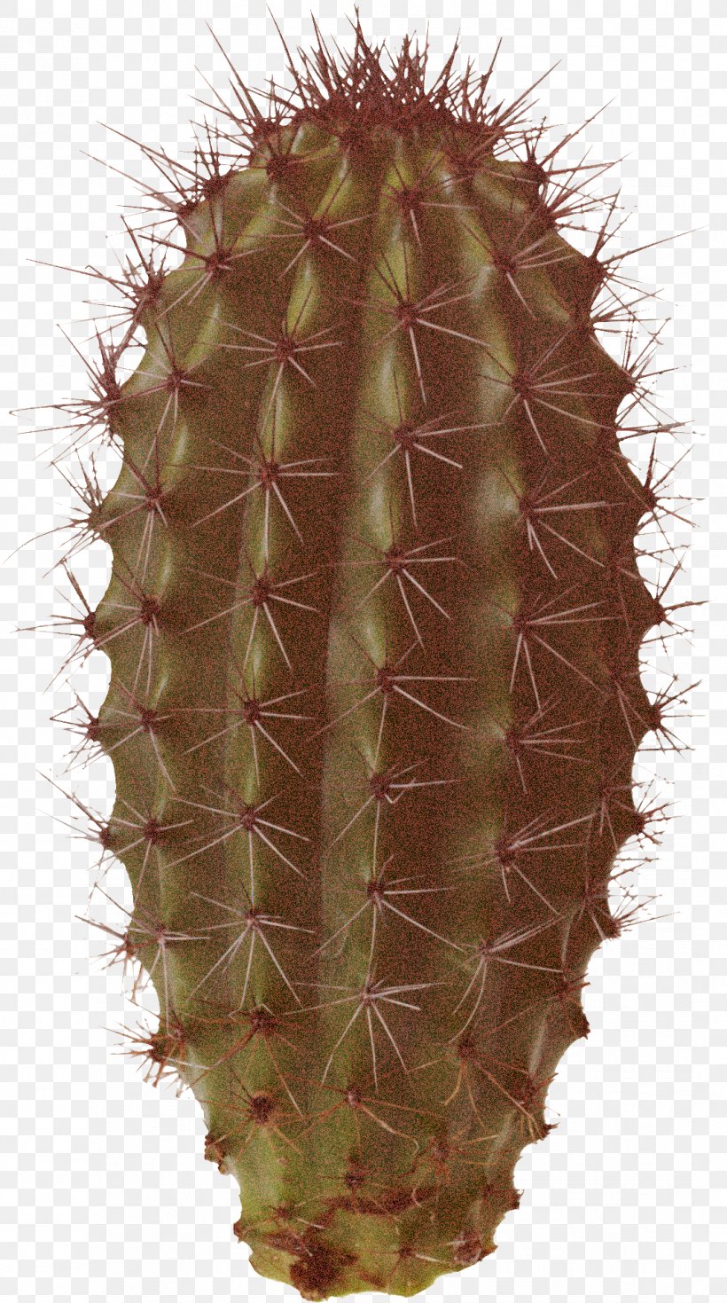 Cactus, PNG, 1070x1918px, Cactus, Acanthocereus Tetragonus, Flower, Hedgehog Cactus, Peniocereus Download Free