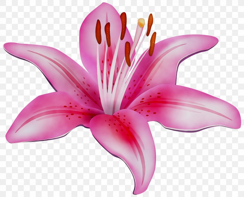 Clip Art Openclipart Lily 'Stargazer' Free Content Portable Network Graphics, PNG, 3000x2415px, Lily Stargazer, Art, Botany, Closeup, Crinum Download Free