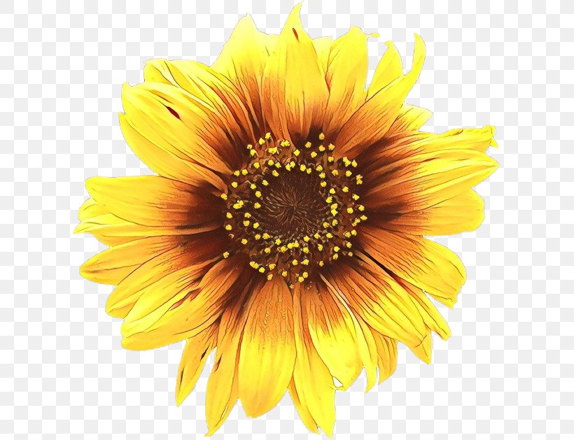 Clip Art Illustration Royalty-free Common Sunflower, PNG, 611x629px, Royaltyfree, African Daisy, Annual Plant, Asterales, Barberton Daisy Download Free
