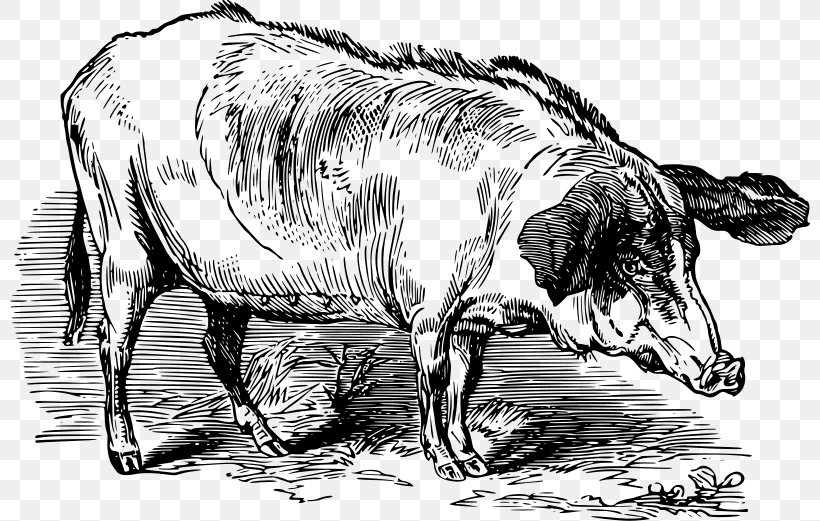 Dairy Cattle Large White Pig Pig Farming Clip Art, PNG, 800x521px, Dairy Cattle, Art, Black And White, Bull, Cattle Like Mammal Download Free