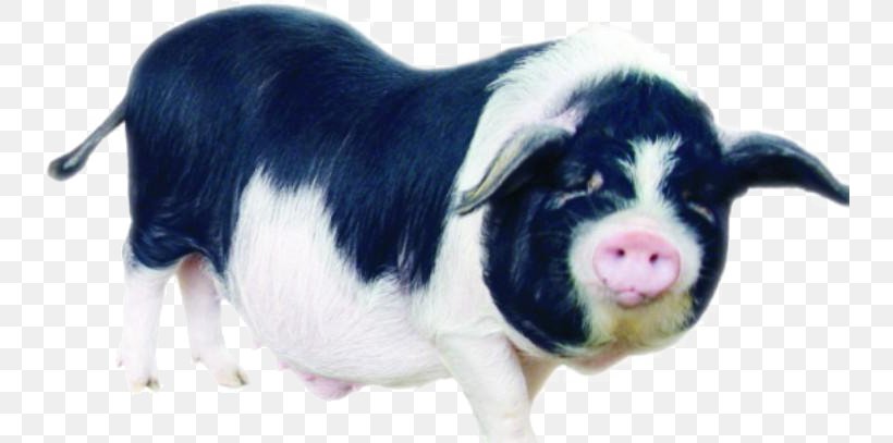 Liushahe Large Black Pig Caochong Taihu Pig U5b81u4e61u732a, PNG, 740x407px, Large Black Pig, Agriculture, Aquaculture, Cattle Like Mammal, China Download Free