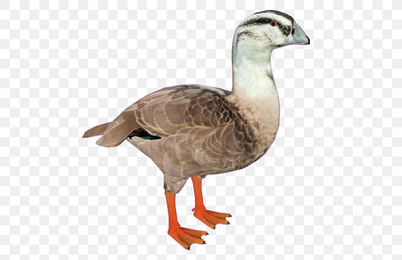Mallard Goose Duck Bird Anseriformes, PNG, 535x531px, Mallard, Anatidae, Animal, Anseriformes, Beak Download Free