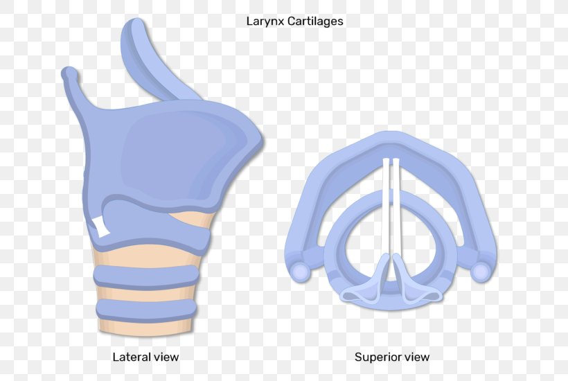 Muscles Of The Larynx Laryngeal Cancer Anatomy, PNG, 770x550px, Larynx, Anatomy, Arm, Arytenoid Cartilage, Cartilage Download Free