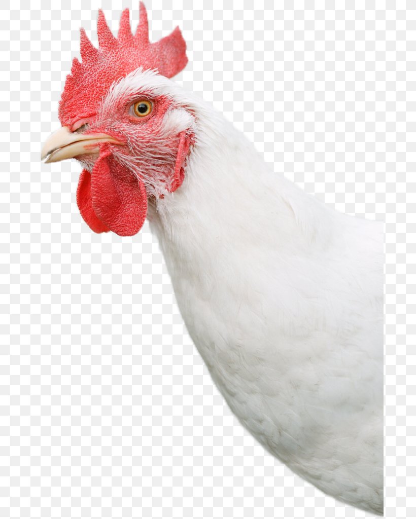 Rooster Sussex Chicken Bresse Gauloise Poultry, PNG, 692x1024px, Rooster, Beak, Bird, Bresse Gauloise, Chicken Download Free