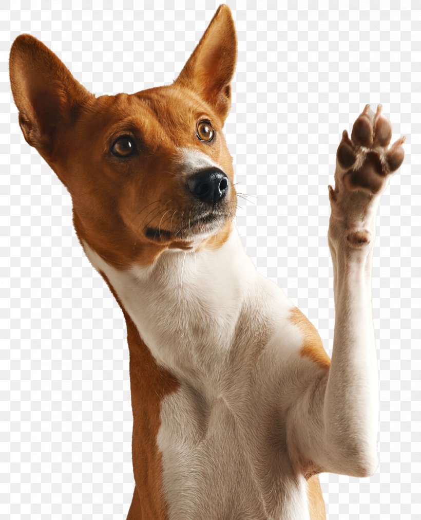 Dog Puppy Cat Paw Pet, PNG, 1658x2048px, Dog, Ancient Dog Breeds, Basenji, Breed, Canaan Dog Download Free