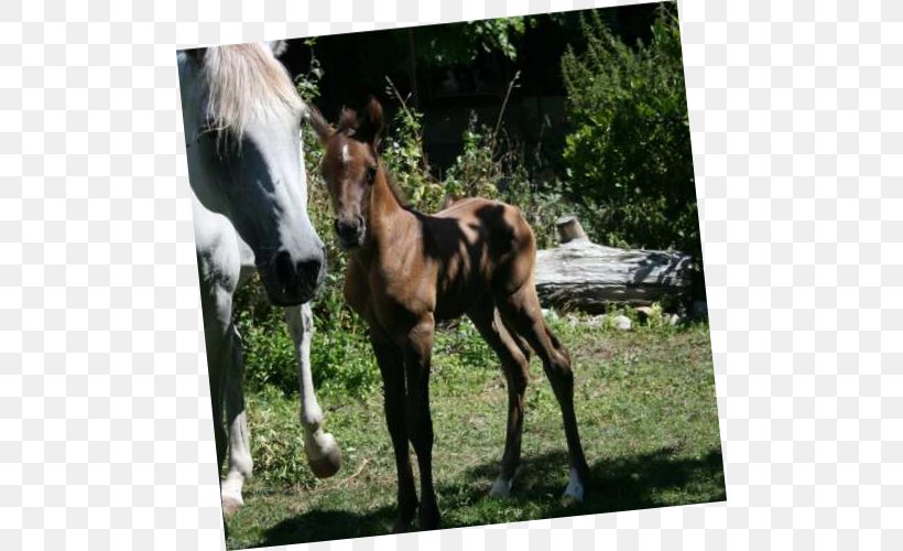 Mare Foal Stallion Mustang Colt, PNG, 500x500px, Mare, Colt, Fauna, Foal, Grass Download Free