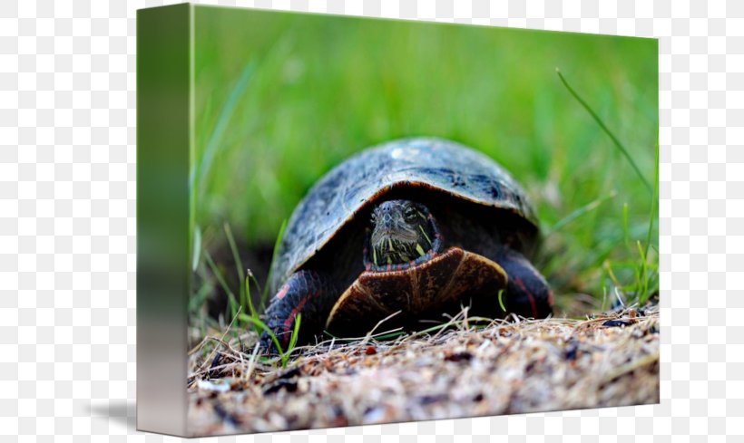 Box Turtles Tortoise Terrestrial Animal, PNG, 650x489px, Box Turtles, Animal, Box Turtle, Emydidae, Fauna Download Free