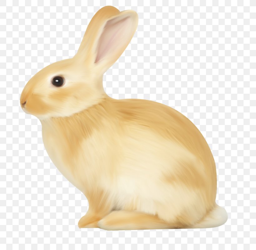 Domestic Rabbit Hare, PNG, 788x800px, Domestic Rabbit, Animation, Cuteness, Digital Image, Fauna Download Free