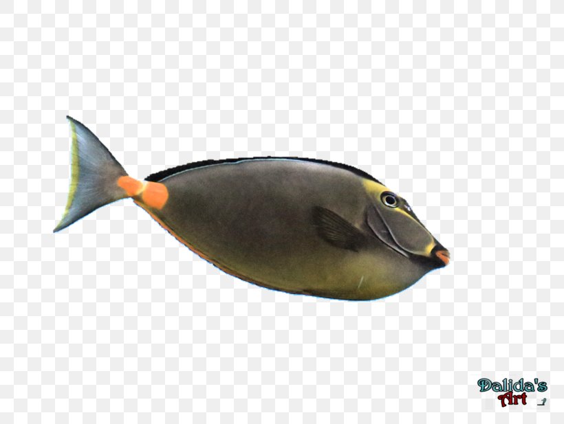 Fish, PNG, 800x617px, Fish, Beak, Fauna, Seafood Download Free