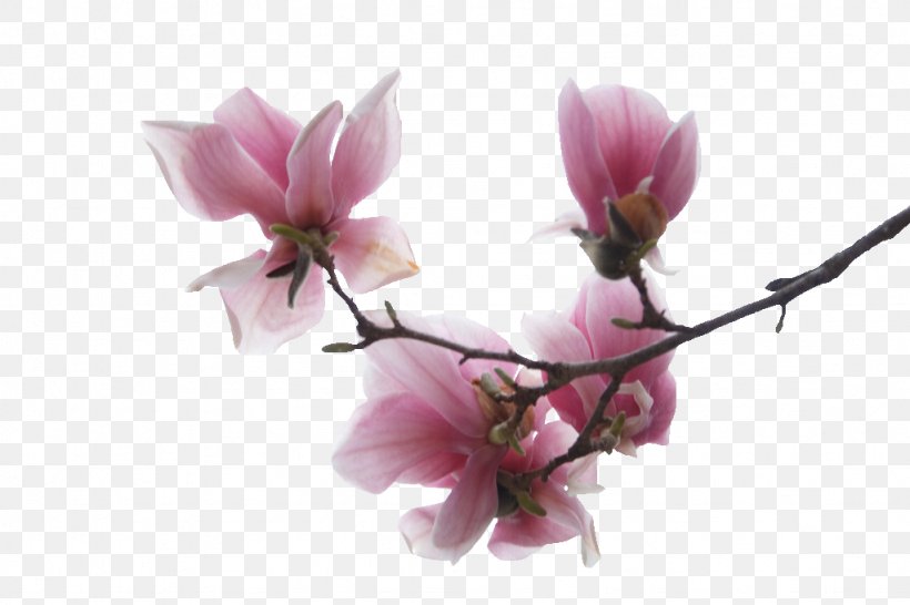 Flower Magnolia PSP Rose Home Page, PNG, 1024x683px, Flower, Atom, Blossom, Branch, Cyclamen Download Free