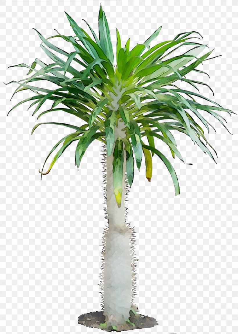 Flowerpot Houseplant Satakentia Cordyline Tree, PNG, 966x1352px, Flowerpot, Areca Palm, Arecales, Bonsai, Branch Download Free