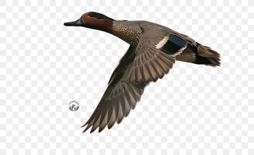 Mallard Duck Bird Eurasian Teal Blue-winged Teal, PNG, 800x500px, Mallard, Anas, Anatidae, Anseriformes, Beak Download Free