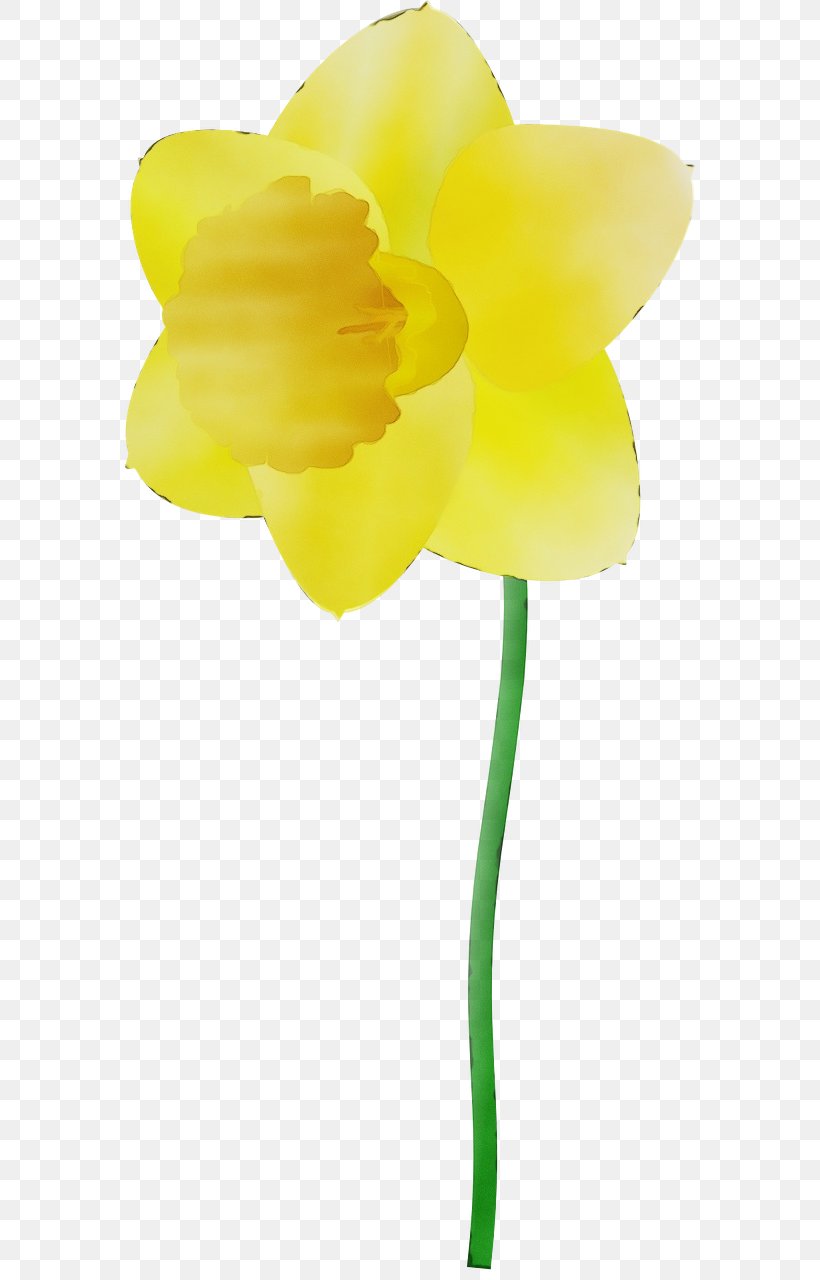 Yellow Flower Petal Cut Flowers Plant, PNG, 640x1280px, Watercolor, Cut Flowers, Flower, Flowering Plant, Paint Download Free