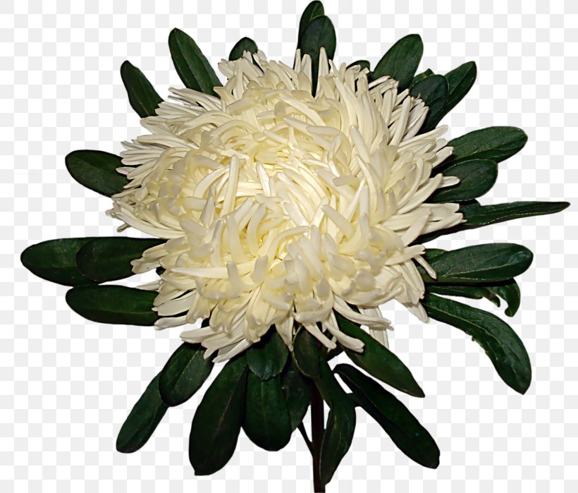 Chrysanthemum Flower Garden Roses Clip Art, PNG, 800x699px, Chrysanthemum, Artificial Flower, Chrysanths, Cut Flowers, Daisy Family Download Free