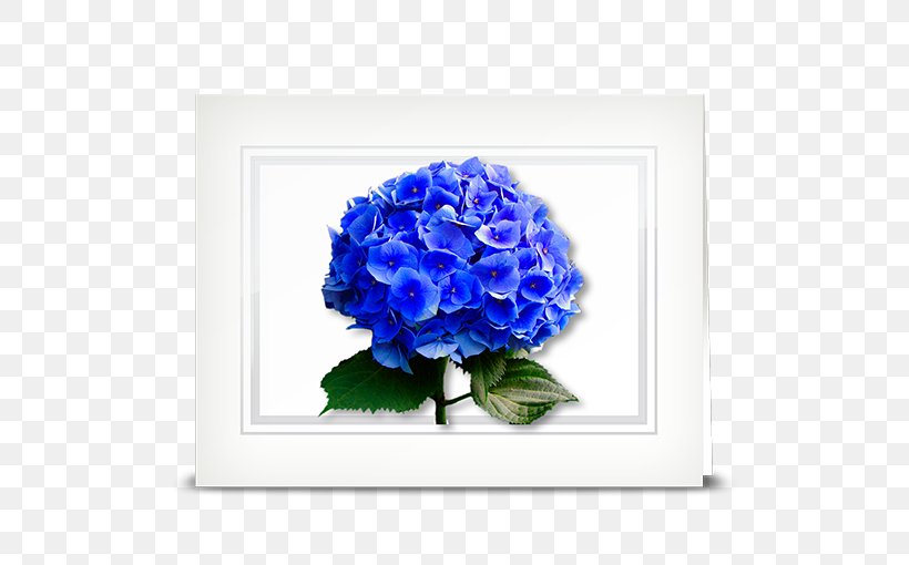 Cut Flowers Hydrangea Blue Rose, PNG, 510x510px, Flower, Blue, Blue Rose, Cobalt Blue, Common Sunflower Download Free