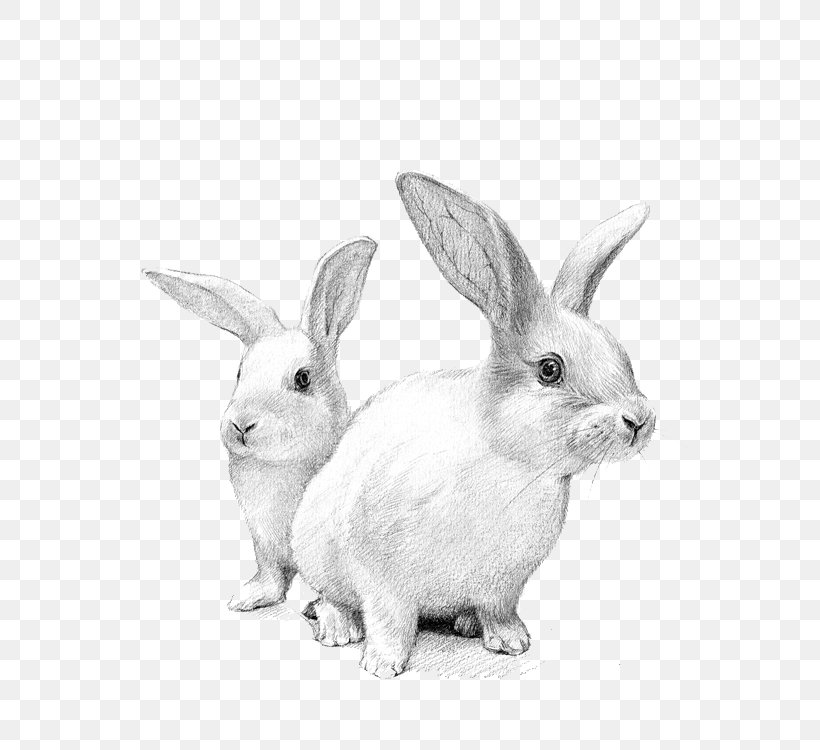Domestic Rabbit White Rabbit European Rabbit Cat, PNG, 750x750px, White Rabbit, Animal, Black And White, Domestic Rabbit, Drawing Download Free