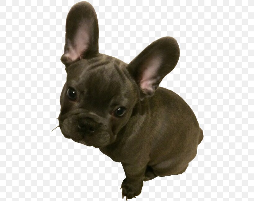 French Bulldog Toy Bulldog Puppy American Pit Bull Terrier, PNG, 500x649px, French Bulldog, American Pit Bull Terrier, Animal, Blue Merle, Brindle Download Free