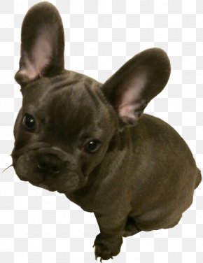Puppy - French Bulldog Toy Bulldog Puppy American Pit Bull Terrier PNG