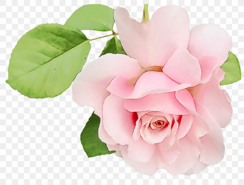 Garden Roses, PNG, 2560x1936px, Watercolor, Artificial Flower, Cabbage Rose, Camellia, Cut Flowers Download Free