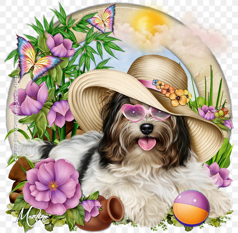 Morkie Puppy Shih Tzu Yorkshire Terrier Dog Breed, PNG, 800x800px, Morkie, Animal, Breed, Carnivoran, Companion Dog Download Free