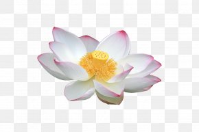 White Lotus - Nelumbo Nucifera White Download PNG