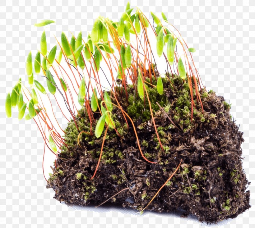 Soil Lawn Seed Sowing Plant, PNG, 1177x1054px, Soil, Flowerpot, Garden, Grass, Herb Download Free