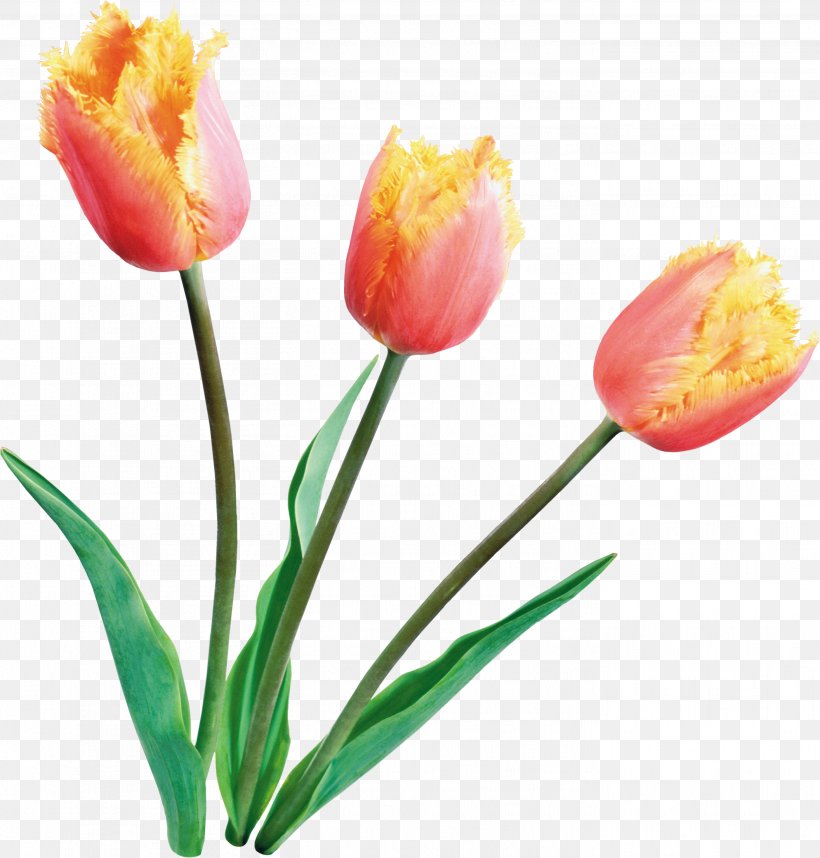Tulip Flower Clip Art, PNG, 2808x2941px, Tulip, Bud, Cut Flowers, Flower, Flowering Plant Download Free