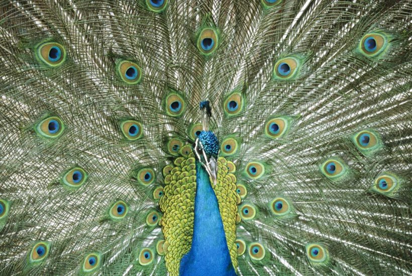 Asiatic Peafowl Bird Green Peafowl Feather, PNG, 1104x740px, Asiatic Peafowl, Animal, Beak, Bird, Bluethroated Barbet Download Free