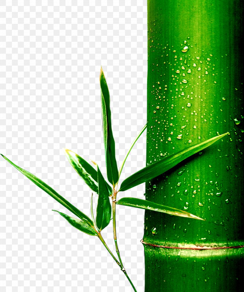 Bamboo Bamboe, PNG, 2967x3543px, Bamboo, Bamboe, Grass, Grass Family, Gratis Download Free