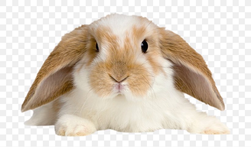 Domestic Rabbit Holland Lop Pet Tan Rabbit, PNG, 717x481px, Domestic Rabbit, All About Rabbits, Breed, Dwarf Rabbit, Easter Bunny Download Free