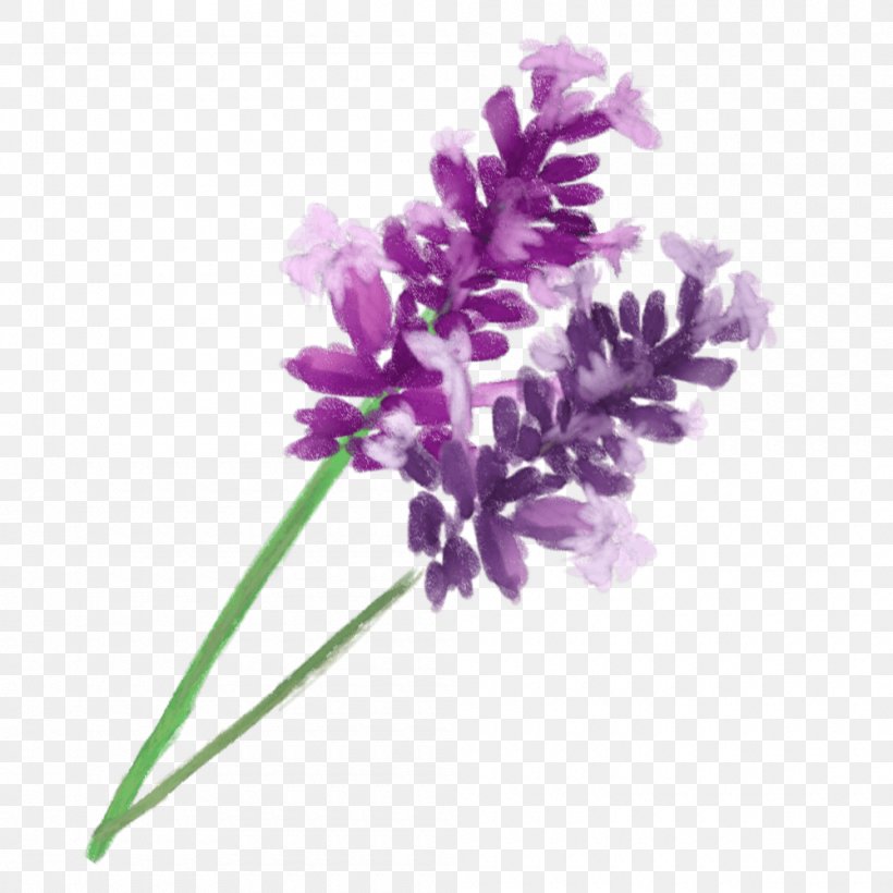 English Lavender Aromatherapy Purple, PNG, 1000x1000px, English Lavender, Aromatherapy, Cut Flowers, Flower, Flowering Plant Download Free