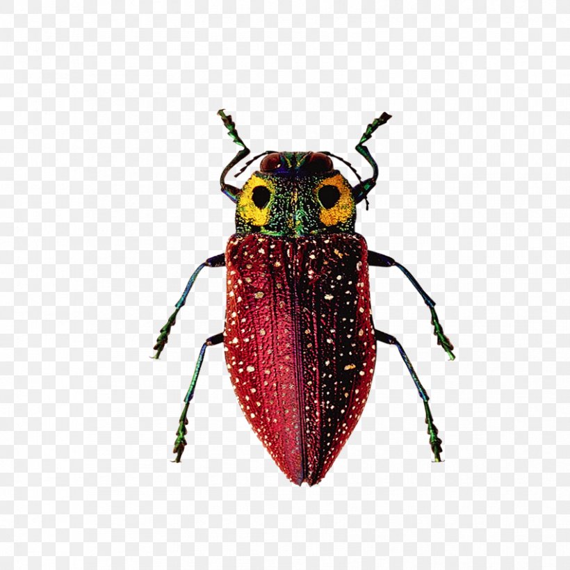 Insect Software Bug, PNG, 851x851px, Insect, Arthropod, Bed Bug, Beetle, Drawing Download Free