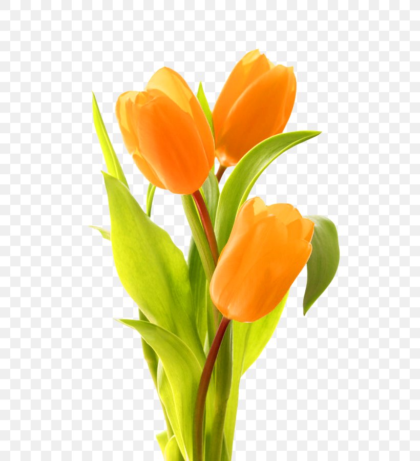 Keukenhof Indira Gandhi Memorial Tulip Garden Bouquet Of Tulips Flower Bouquet, PNG, 600x900px, Keukenhof, Blume, Bouquet Of Tulips, Cut Flowers, Floral Design Download Free