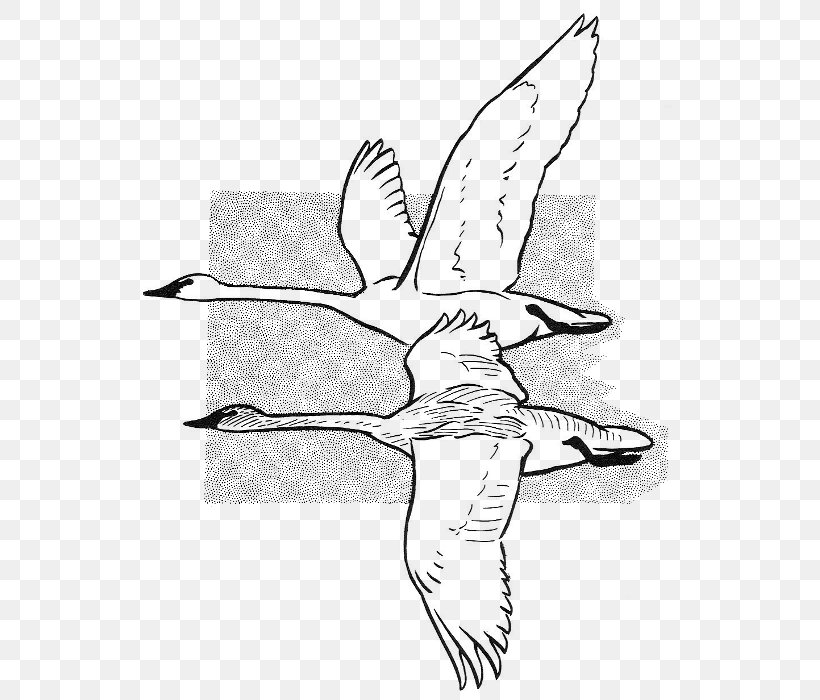 Beak Cygnini Anatidae Sketch, PNG, 541x700px, Beak, Anatidae, Arm, Art, Artwork Download Free