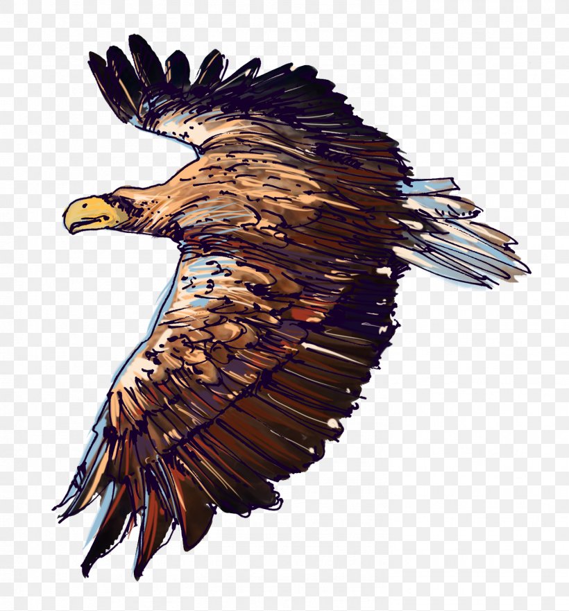Bird White-tailed Eagle Wildlife Bald Eagle Accipitriformes, PNG, 1483x1594px, Bird, Accipitriformes, Bald Eagle, Beak, Bird Of Prey Download Free