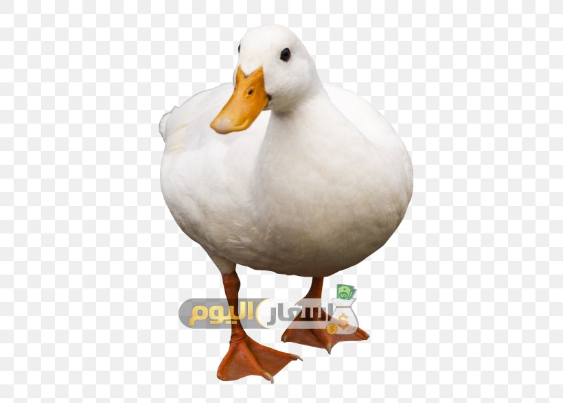 Duck Bird Domestic Goose, PNG, 500x587px, Duck, American Pekin, Animal, Beak, Bird Download Free
