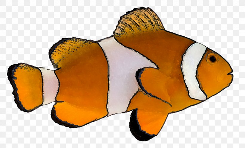Tropical Fish Goldfish Clip Art, PNG, 873x527px, Fish, Animation, Aquarium, Cartoon, Clownfish Download Free