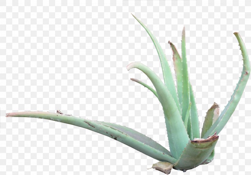 Aloe Vera Texture Mapping 3D Computer Graphics Agave Asphodelaceae, PNG, 2214x1546px, 3d Computer Graphics, Aloe Vera, Agave, Aloe, Artist Download Free